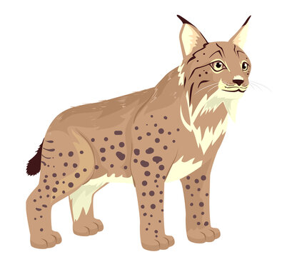 Romania Lynx Illustration