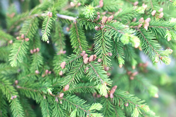 Coast Douglas fir or Oregon pine tree cone and needles