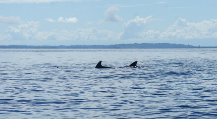 golfinhos nadando, sendo visivel apenas as barbatanas sobre ás aguas.