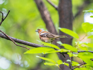 Fototapeta premium Common chaffinch, Fringilla coelebs, sits on a branch in spring on green background. Common chaffinch in wildlife.