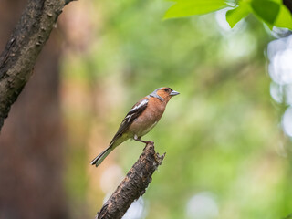 Fototapeta premium Common chaffinch, Fringilla coelebs, sits on a branch in spring on green background. Common chaffinch in wildlife.