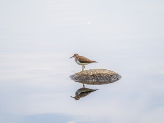 Common sandpiper, Actitis hypoleucos, resting lake shore with reflection in water.