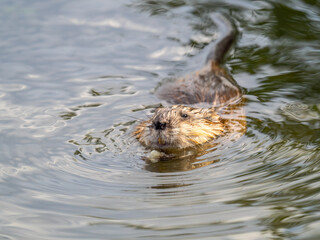 Muskrat, Ondatra zibethicuseats swiming at the surface of the lake water.