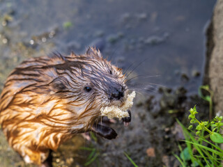 Wild animal Muskrat, Ondatra zibethicuseats, eats on the river bank
