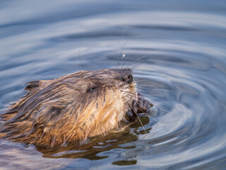 Muskrat, Ondatra zibethicuseats swiming at the surface of the lake water.