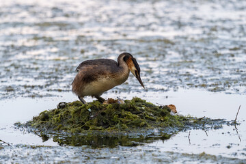 Great Crested Grebe, Podiceps cristatus, water bird sitting on the nest, nesting time on the green lake