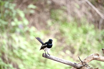 bird on a branch