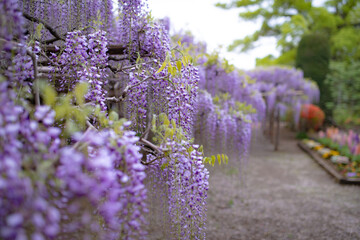 藤の花