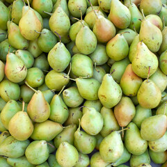 Organic fresh pears top view closeup, green fruits background