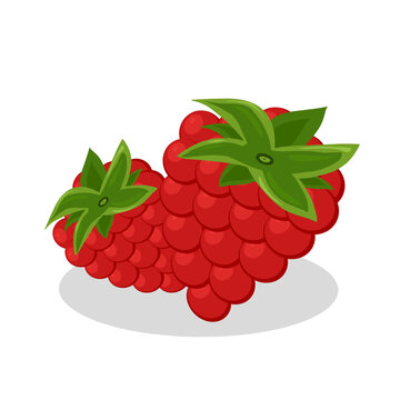 Raspberry fruit illustration image.Raspberry fruit icon.Fruits
