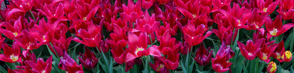 Fototapeta premium Floral background with red tulips. Tulip buds close up. Red flowers.
