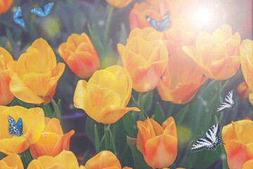 Spring blossoming yellow tulips, bokeh flower background