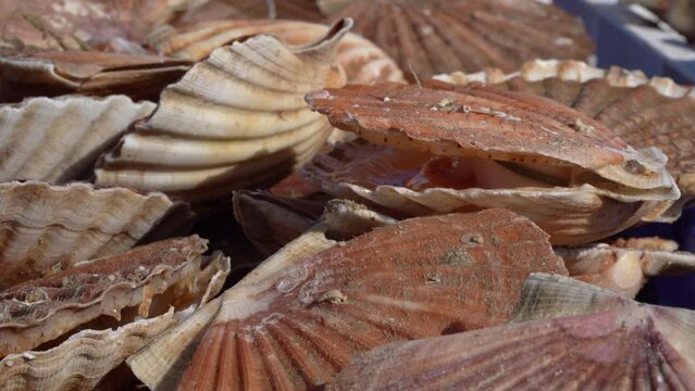 Fresh scallops At A Seafood and Fish Market in Normandy, France