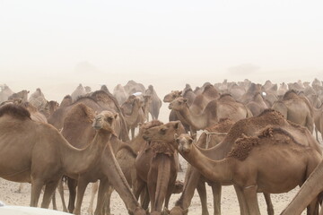 Camel farm view from Saudi Arabia outskirts of jeddah 