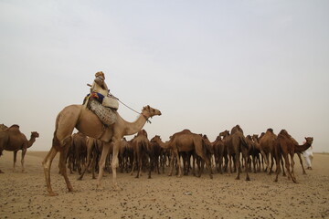 camels in the desert