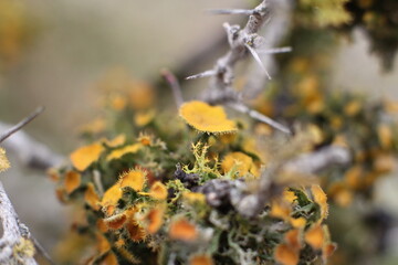 rain forest plants are grown on tree