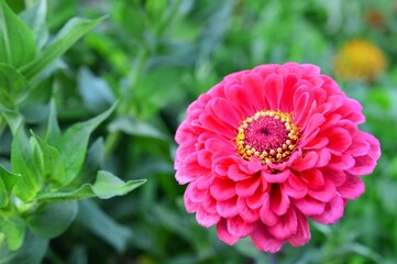 ヒャクニチソウ（百日草）