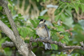 ヤマガラの幼鳥