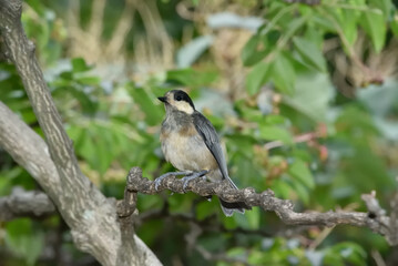 ヤマガラの幼鳥