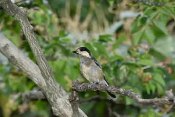 ヤマガラの幼鳥