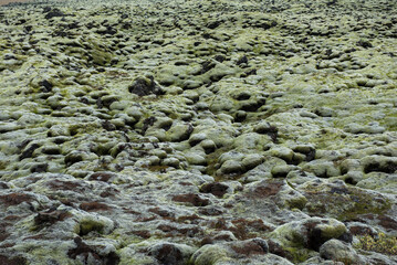 Moss covered lava field, Eldhraun, Iceland