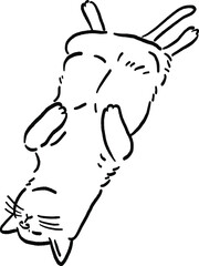 Cat sleeping belly up Animal in action Hand drawn Line art Illustration