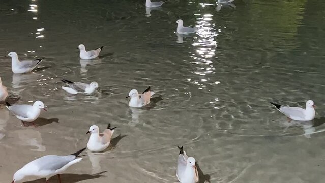 Large flock of urban silver gulls, chroicocephalus novaehollandiae swimming on rippling water toward the sandy beach shore, foraging and scavenging for food at downtown south Brisbane city at night.
