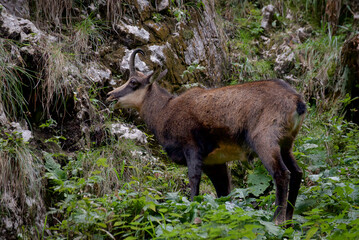 Black goat