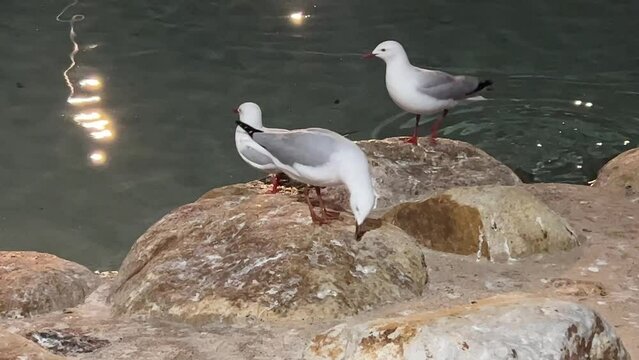 Seagulls, common silver gulls, chroicocephalus novaehollandiae walking on rocky shore covered with guano at night in downtown south Brisbane city.