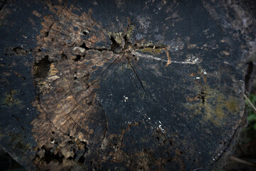 The texture of the old wood with a beautiful pattern