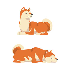Fototapeta premium Shiba Inu as Japanese Breed of Hunting Dog with Prick Ears and Curled Tail Sitting and Lying Vector Set