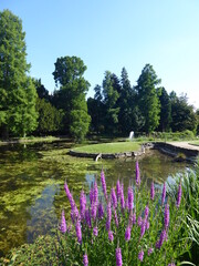 See mit Spiegelung, Botanischer Garten Bonn