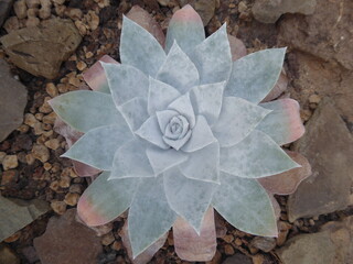 Sukkulenten im Wüstenhaus, Botanischer Garten Bonn