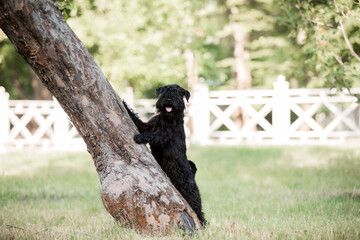 The Miniature Schnauzer dog on a walk. Black dog in the park