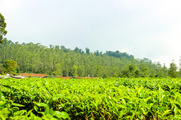 Fototapeta na wymiar Tea Plantation and Trees in Ciwidey, Indonesia. Green Nature Background