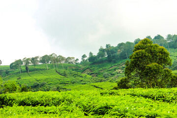Fototapeta na wymiar Tea Plantation and Trees in Ciwidey, Indonesia. Green Nature Background