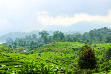 Tea Plantation and Trees in Ciwidey, Indonesia. Green Nature Background