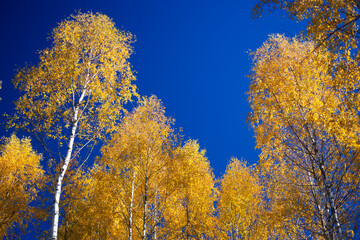 Yellow autumn trees against the backdrop of a blue forest.