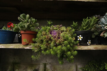 Succulents garden in Costa Rica