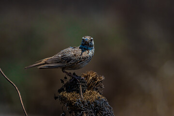 small grey bird field lark