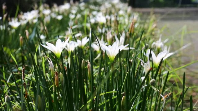beautiful crocus flower blooming in green garden. hd videos. nature stock footage.