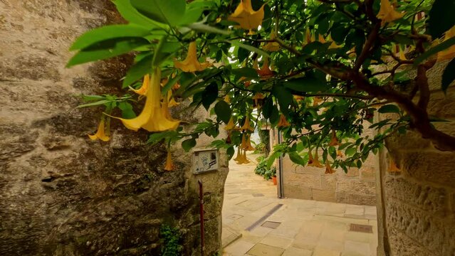Glimpses of Combarro town, dolly in through garden flowers reveal sea harbor