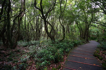 Obraz premium fine walkway through old trees and vines