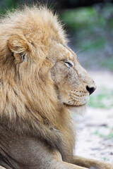 African male lion sitting on the ground at the edge of a water hole in South Africa
