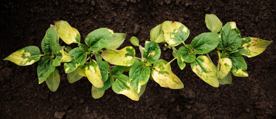 Young sunflower shoots are burned with herbicide.