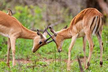 Young Impala males play fight in the green grass of the Kruger Park	