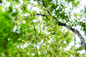 light passing through green leaves, pattern of leaves