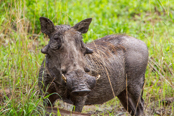Naklejka na ściany i meble Warthog boar relaxing in the mud at a water hole in the Kruger Park, South Africa 