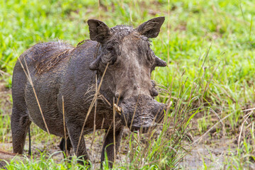 Naklejka na ściany i meble Warthog boar relaxing in the mud at a water hole in the Kruger Park, South Africa 