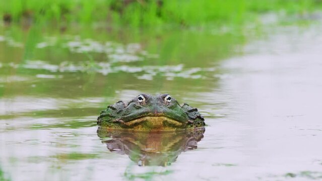 African Bullfrog On Freshwater Pond At Daytime During Rainy Season In Central Kalahari Game Reserve, Botswana, South Africa. Selective Focus Shot